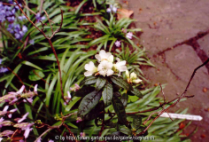 Rhododendron glaucophyllum var. album Bu 176 Salpa La/Nepal 3400m