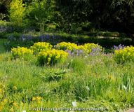 Euphorbia palustris Beet