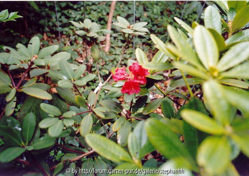 Rhododendron neriiflorum ssp. neriiflorum Bu 287 Zonghe Peak 3200m