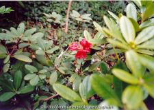 Rhododendron neriiflorum ssp. neriiflorum Bu 287 Zonghe Peak 3200m