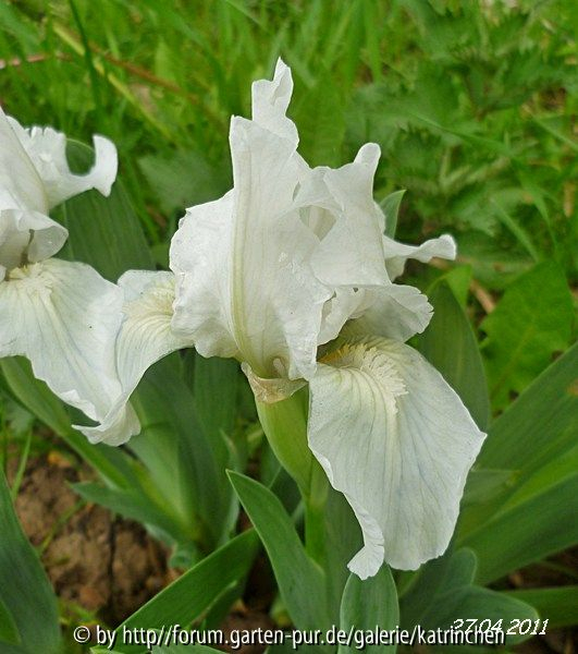 Lilly White