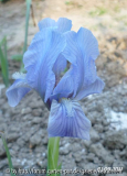 nana hellblau Staudenbeet 1.JPG