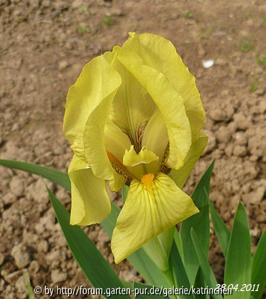 Iris reichenbachii (Bulgarische Schwertlilie)