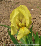 nana gelb Staudenbeet 2.JPG
