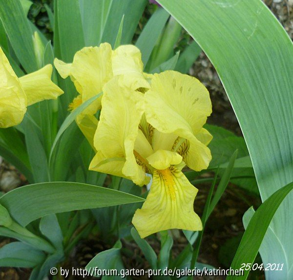 Iris reichenbachii (Bulgarische Schwertlilie)