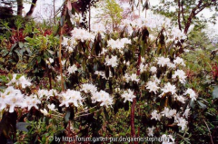 Rhododendron yunnanense Bu279