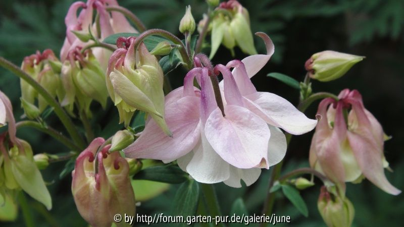 pink bonnets 2011
