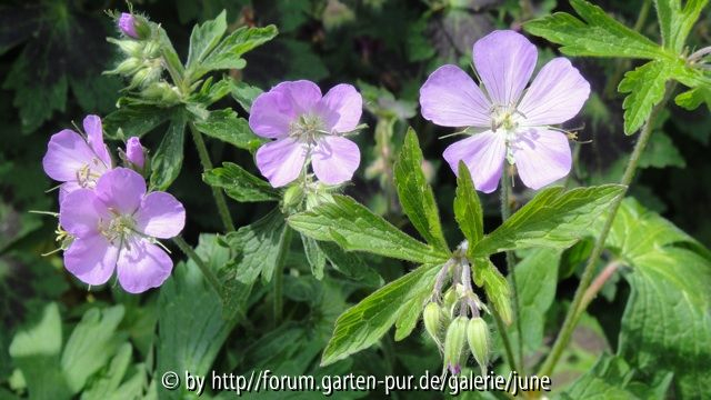 beth chatto, maculatum