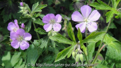 beth chatto, maculatum