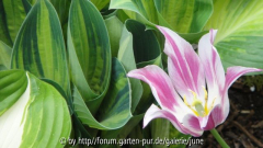 june m. tulpe2011