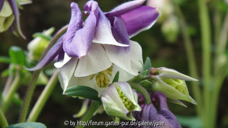blue bonnets2011