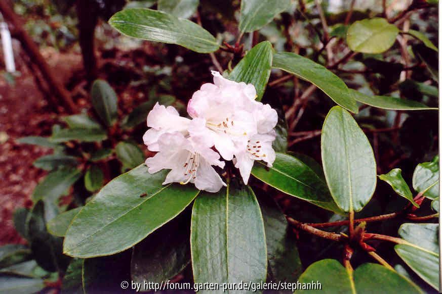 Rhododendron wallichii Bu 104