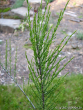 Tamariske Laub