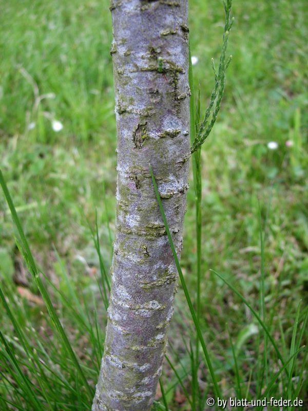 Tamariske Stamm