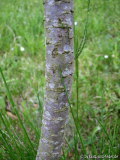 Tamariske Stamm