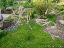 Tamariske ganz