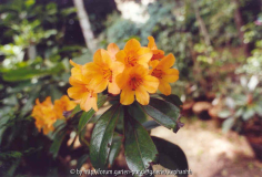 Rhododendron javanicum Sands 74