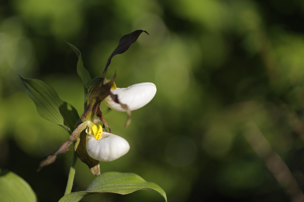 Cypripedium montanum x candidum