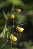 Cypripedium Hank small