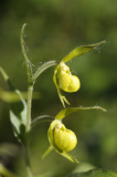 Cypripedium Henry