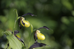 Cypripedium Calceolus