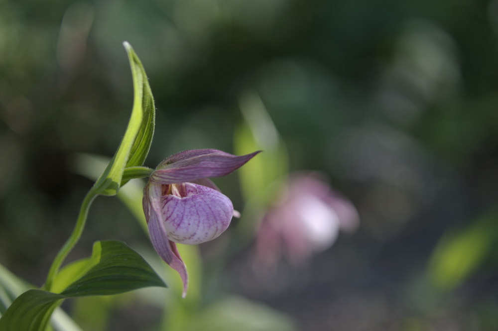 Cypripedium Birgit