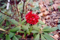 Rhododendron ochraceum C&H 7052