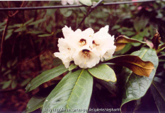Rhododendron rothschildii