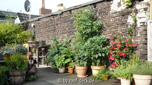 Tomaten auf der Dachterrasse