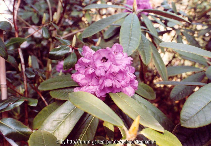 Rhododendron niveum