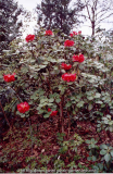 Rhododendron thomsonii KR1763