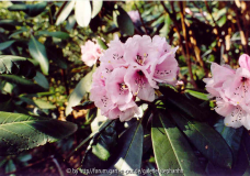 Rhododendron uvariifolium