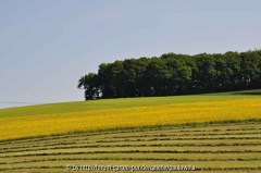 Landschaft 1
