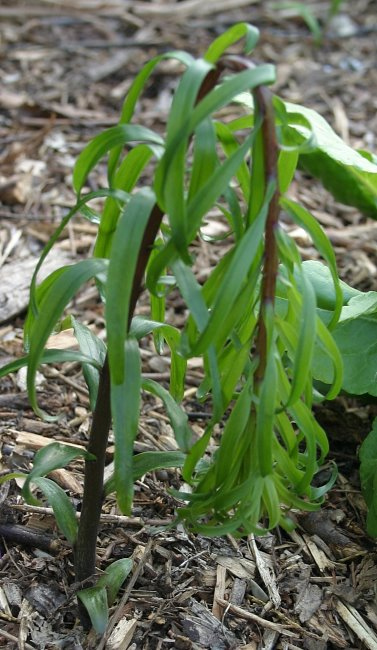 Lilium spec2