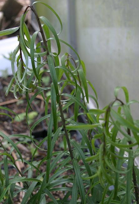 Lilium spec