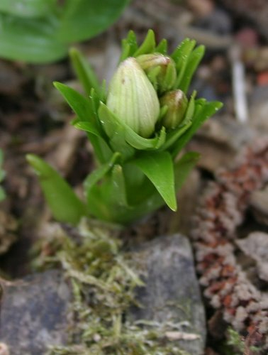 Nomocharis aperta