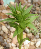 Nomocharis meleagrina