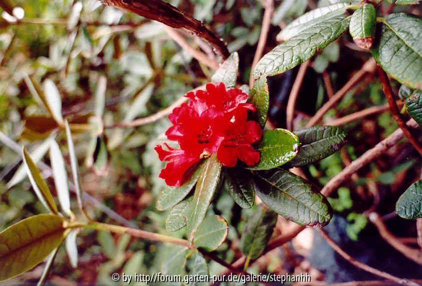 Rhododendron piercei
