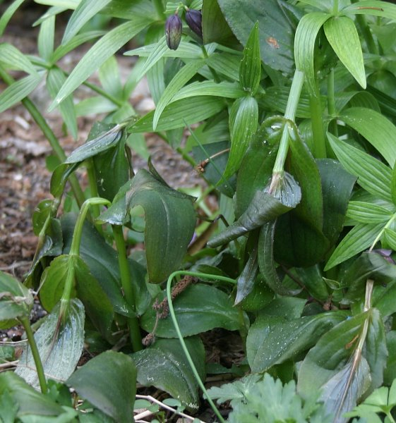 Tricyrtis macropoda