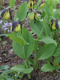 Cypripedium calceolus