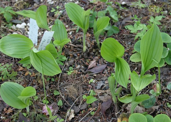 Cypripedium guttatum