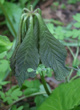 Rodgersia