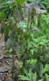 Disporum megalanthum