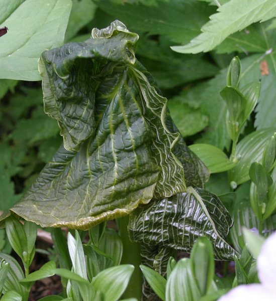 Arisaema griffithii oder utile