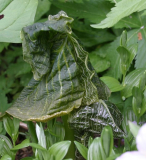Arisaema griffithii oder utile