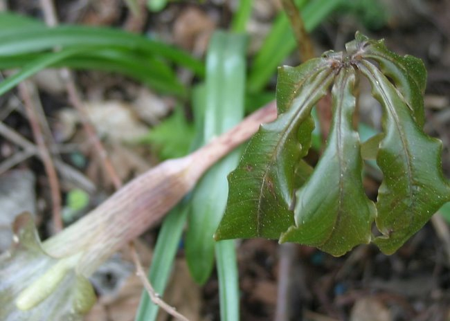 Arisaema nepenthoides