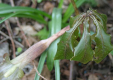 Arisaema nepenthoides
