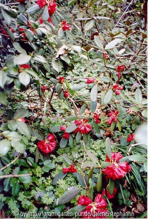 Rhododendron sperabile var. weihsiense KW20620