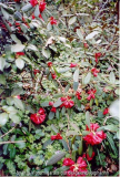Rhododendron sperabile var. weihsiense KW20620