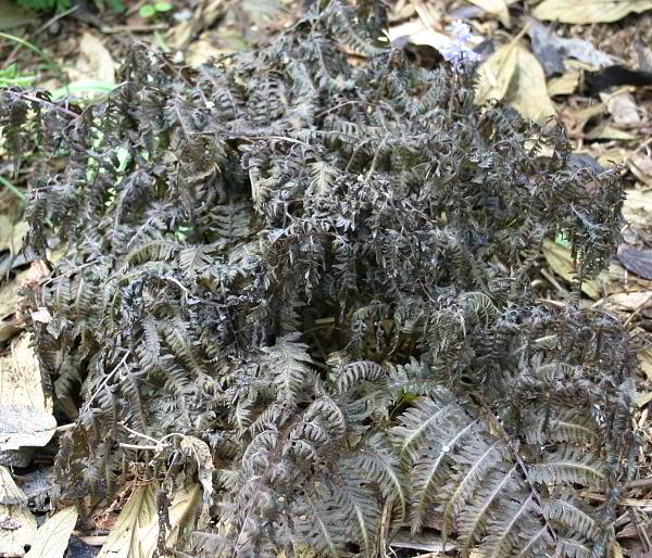 Athyrium niponicum